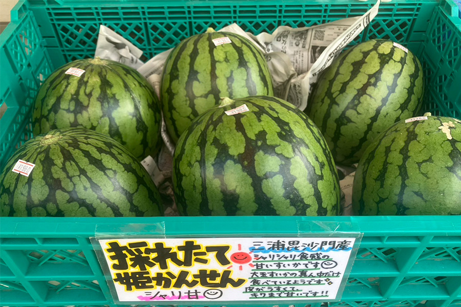 三浦毘沙門産の姫かんせん